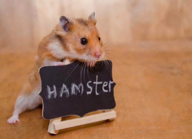 Actual Hamster