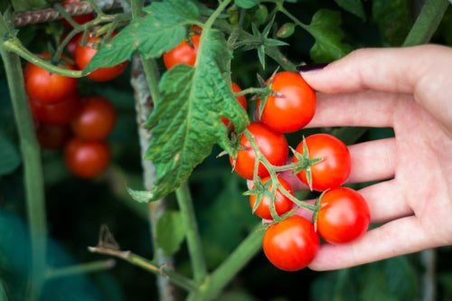 Cherry Tomato Seedling